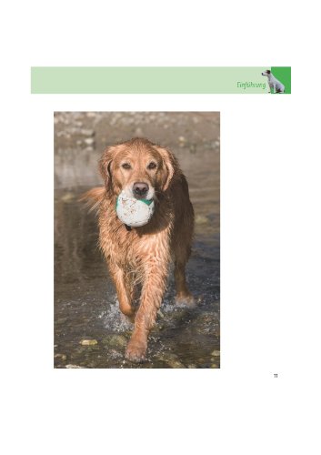 Dummy-Training (Die Hundeschule)