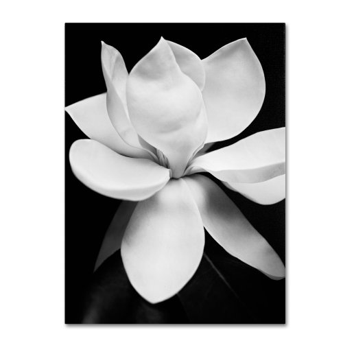 Magnolia By Michael Harrison, 18 By 24-Inch Canvas Wall Art #TOP30