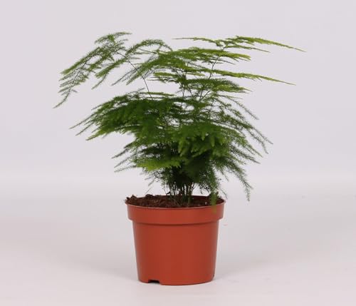Asparagus Setaceus - 28cm - Ø12cm - Zimmerpflanze - Immergrün