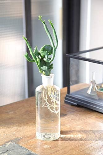 多肉植物の水栽培 土なしで育てる 新しい栽培法 Amazon Com Books 多肉植物の水栽培 土なしで育てる 新しい栽培法 Amazon Com Books