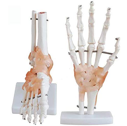 Sjdopulse A Human Hand & Foot Joint Model - Life Size Human Hand Foot Skeleton Bone Model With Ligament - For Study Display Medical Teaching Model,Scientific Teaching Model (A)