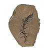The Geode Mine Genuine Fossilized Leaf from The Metasequoia Tree (Dawn Redwood)