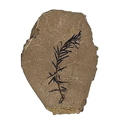 The Geode Mine Genuine Fossilized Leaf from The Metasequoia Tree (Dawn Redwood)