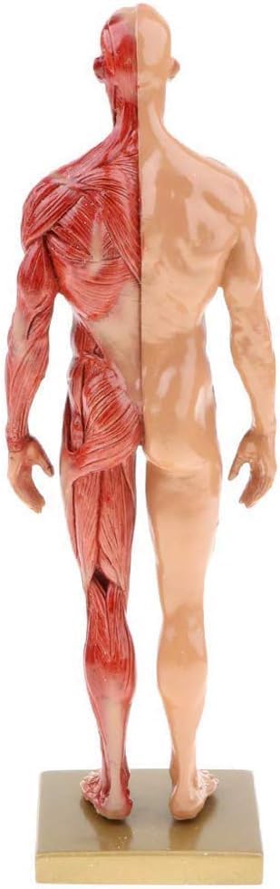 Modèles d'anatomie Humaine Tableaux d'anatomie Masculine et féminine Modèles d'anatomie des Muscles et des os Humains (pour l'étude Scolaire)