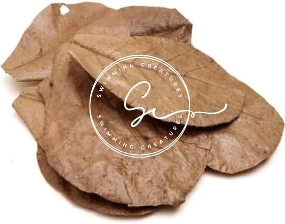 10 hojas de almendra india prémium (Catappa, 7"-12" largo) para peces de acuario, camarones, bettas. Fuente de alimento natural. Ayuda en la cría.