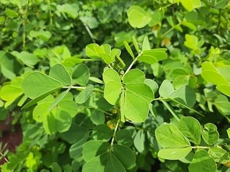 Image of Live Shisham Plant (Indian Rosewood) - Healthy, Air-Purifying Outdoor Tree