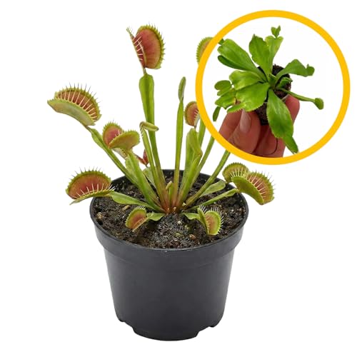 ragnaroc Dionaea Muscipula 2-4 (Venus Fly Trap) 1ct Live Plant for Indoor Outdoor Use Carnivorous Plant Live Arrival Guaranteed