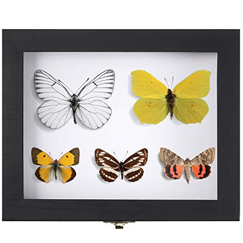 image for WILLBOND Insect Display Case Box Collection Box with Clear Top, EVA F