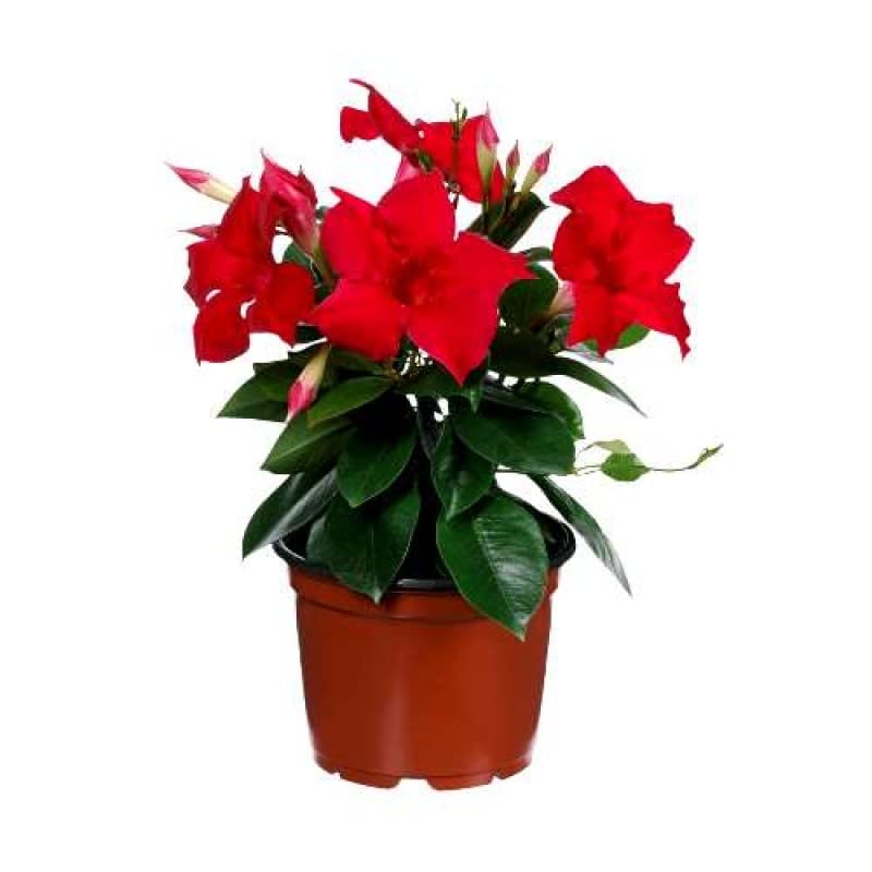 Red velvet Mandevilla flower plant, Hybrid variety For Decoration pack of 2 (B0CXQ3ZFKQ) Amazon Price History, Amazon Price Tracker