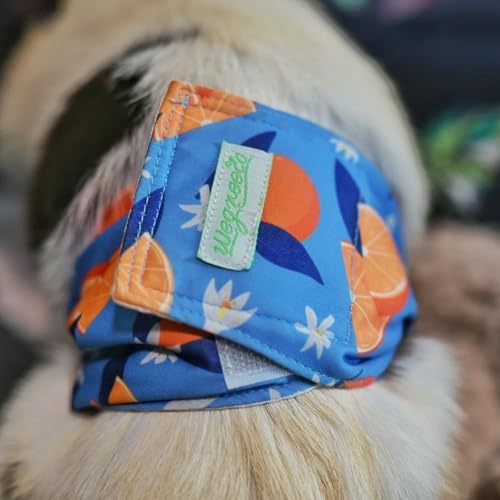 Image of wegreeco Washable Male Dog Belly Band (Stylish Pattern)- Pack of 3 - Washable Male Dog Belly Wrap, Dog Diapers Male (Fruit, Large)