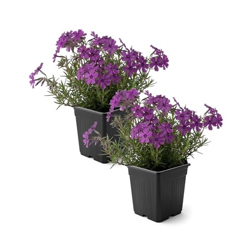 Live Creeping Phlox 2-Pack Purple Spring Groundcover Perennial Sun Garden Plant 6 Tall 1 Qt Pot