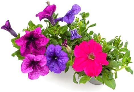 Petunia Plants, 'Mix', 20 x Full Plant Pack, Petunias, Bedding Plants, Mixed Petunia, Garden Flowers, Garden Ready and Ready to Plant, Premium Quality Flowers