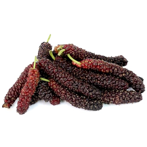 Muda Exótica Amora Paquistanesa Enxertada