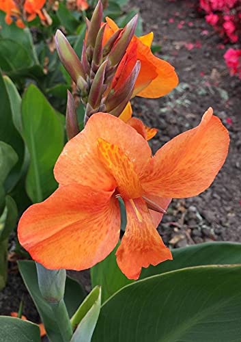 Radha Krishna Agriculture™ Imported Excellent Quality Mix Colour Canna Lily, Canna indica Flower Bulbs for Home Outdoor Gardening Plants Flowering Bulbs (Pack Of 2)-image-39