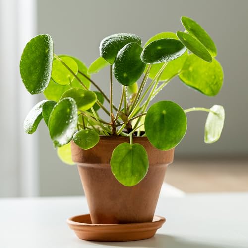 YouGarden Chinese Money Plant Pilea peperomioides Houseplant Rounded Leaves Indoor Plant in 6cm Pot for Home Office or Living Room