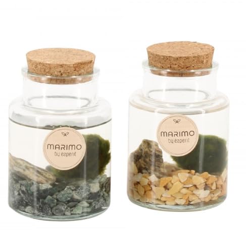 Marimo Moss Ball Terrarium Bottle Arrangementen Water Plant 7 cm Pot 15 cm Height