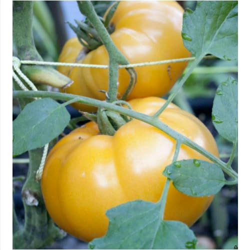 50 SEMI-POMODORO BRANDYWINE YELLOW - GIALLO semi freschi