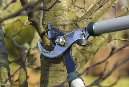 Image of Professional Tree Lopper | Heavy Duty Garden Cutter with Hardened Steel Blades | Long Handle Branch Pruner for Shrubs, Fruit Trees & Thick Branches
