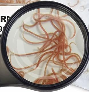 Fresh Food SAHAWA Live Food Shiny Worms 5 x 90 ml Bags product image