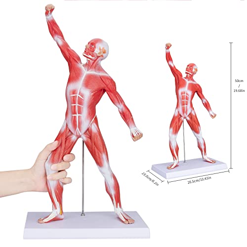 Image of Human Muscles Anatomy Model - Miniature Superficial Anatomical Muscular Movement System Model Mini 1 /4 Life Size Anatomical Reference Model for Medical Office & Professional Academic Institutions