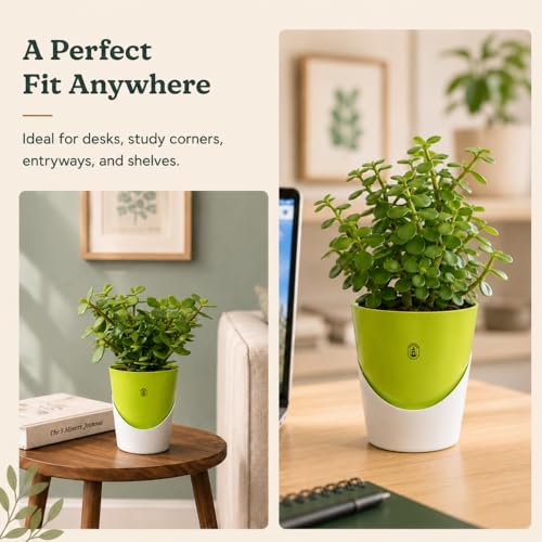 Image of Urban Upvan 4 Inch Self Watering Pot with Jade Plant | Indoor Decorative Planter with Drainage System | Ideal for Home, Office & Desk Decor | Green