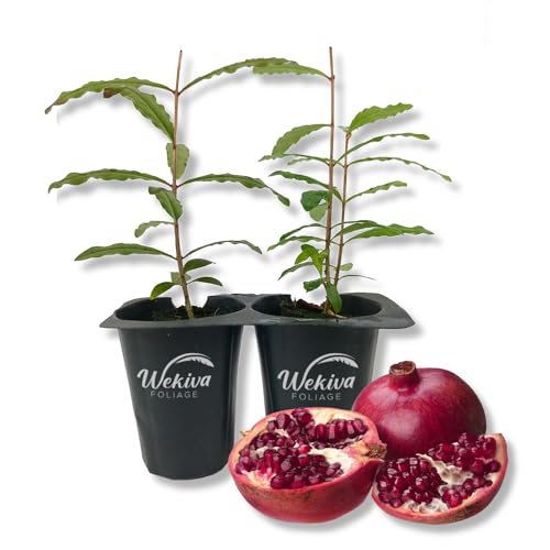 Wonderful Pomegranate Tree - 2 Live Starter Plants - Edible Fruit Bearing Tree for The Patio and...