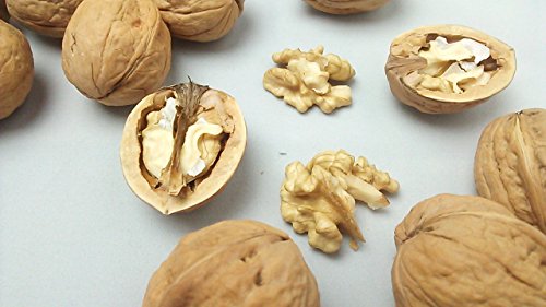 쌧Y 400g kt 󏭂ȉَq Y N~