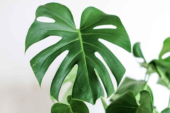 Image of Monstera Deliciosa Live Plant - Pack of 1 Healthy Indoor Green Plant Perfect for Fresh, Natural, Long-Lasting Home and Workspace Appeal