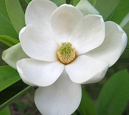 Miniatura 3 de 20 semillas de árbol Magnolia - Denudata Wilsonii Fragant White Flower B60