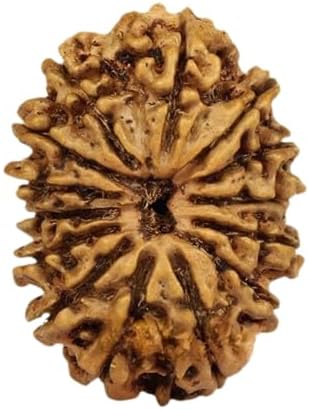 Rudraksha 14 Mukhi Original Certified Nepal 14 Mukhi Rudraksha With Pendant Or Laal Dhaga Genuine चौदह मुखी रुद्राक्ष Amazing Fourteen Face Rudraksha Natural Rudraksha 14 Mukhi Best 14 मुखी रुद्राक्ष ओरिजिनल सर्टिफाइड Nepal 14 Face Rudraksha Pure Brown Bead Fourteen Mukhi Rudraksha For Men & Women By IRIS GEMS