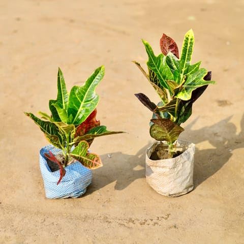 Best Nursery Set of 2 - Croton Oakleaf in 4 Inch Plant Nursery Bag-picture-30