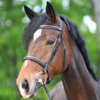 Kavalkade Bridas de equitación Akila Hunter
