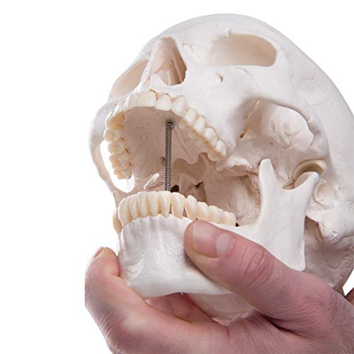 Image of Human Skull Anatomical Model, Life Size Replica Adult Human Anatomy Head Model with Removable Skull Cap and Articulated Mandible, Labeled Diagram Poster Included
