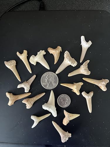 Image of 5 Premium Grade A Shark Teeth Fossils - Sand Tiger Sharks 60 Million Years Old