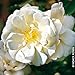 Produktbild Bodendeckerrose Schneeflocke" - leuchtend weiß blühende Topfrose, im 6 L Topf - frisch aus der Gärtnerei - Pflanzen-Kölle Gartenrose