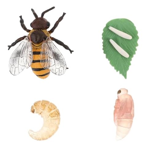 Happyyami Honey Bee Life Cycle Model Cover