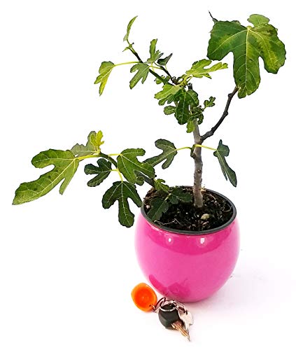 POWERS TO FLOWERS - FICO, FICUS CARICA BONSAI IN VASO CERAMICA ROSA, pianta vera