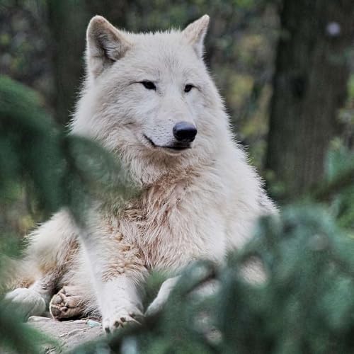 Arctic Wolves Podcast Por  arte de portada