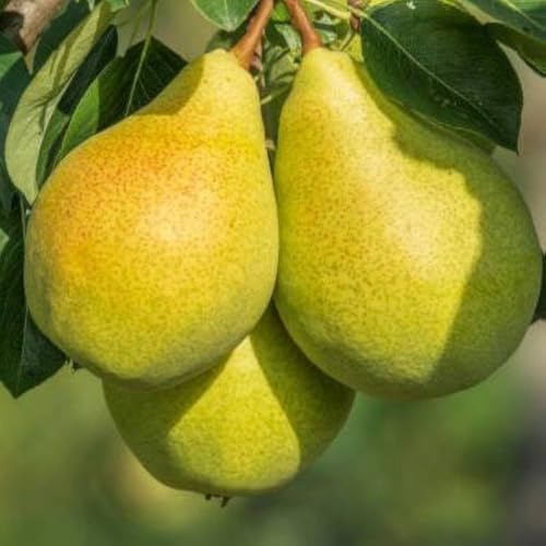 Image of Long Nashpati Fruit Plant | Live Pear Tree | Healthy Plant for Home Garden, Terrace & Outdoor Gardening | Pack of 1