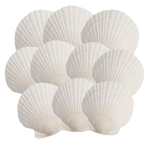 OTNBGSR 10PCS Scallop Shells 4-5 White Seashells for DIY Crafts Painting Ocean Themed Parties and Home Decorations.