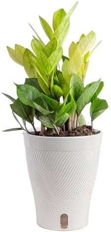 Costa Farms ZZ Chameleon Live Plant in Self Watering Pot, Easy to...