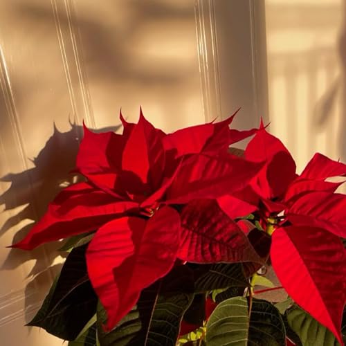 🎄 Poinsettias| Xmas Wreath| Christmas Legends|History of Wreath| Bethlehem|Christmas Flower| Holy Flower|Unique Christmas Story| Merry Christmas|🌟