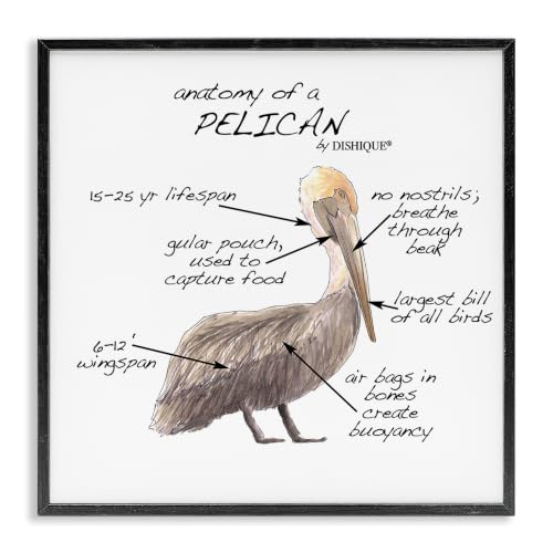 Pelican Sea Bird Anatomy Diagram, 12 x 12 Inch Framed Giclée Print
