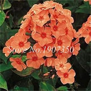 Kalash New Phlox Flower Seeds for Gardening 120 Pcs for Gardening Light Orange