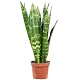 Flowerbox Bogenhanf Black Coral