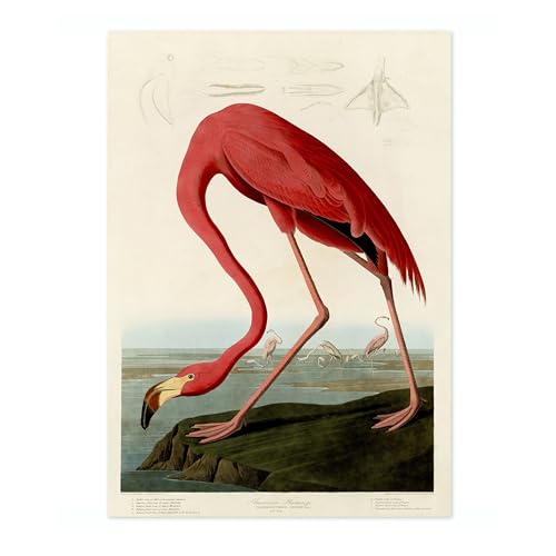 Image of Animato American Flamingo Poster John James Audubon Vintage Bird Illustration Antique Print Ornithology Art, Archival Matte, 50x70cm (Print Only) - 50x70cm