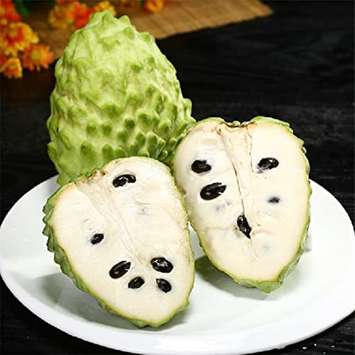 Qauzuy Garden 5 Seeds Cherimoya Custard Apple Seeds Annona Cherimola - Organic Delicious Sweet Juicy White Fleshed Tropical Exotic Fruit - Easy Grow & Harvest #TOP4