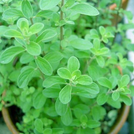 100pcs Green Marjoram Plant Seeds