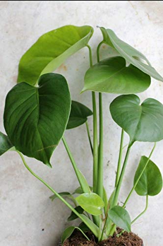 5 Pack Monstera Delicious 'Swiss Cheese Plant' Live Plants Easy