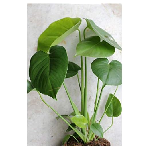 5 Pack Monstera Delicious 'Swiss Cheese Plant' Live Plants Easy to Grow Edible Fruits Tropical Indoor or Outdoor